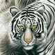 cybertiger's avatar